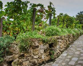 Montmartre Vineyard